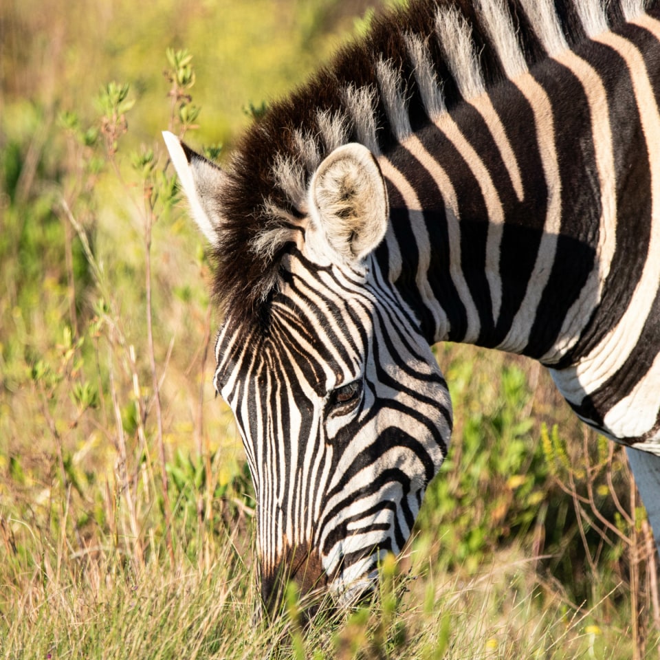 Roadtrip entlang der Garden Route